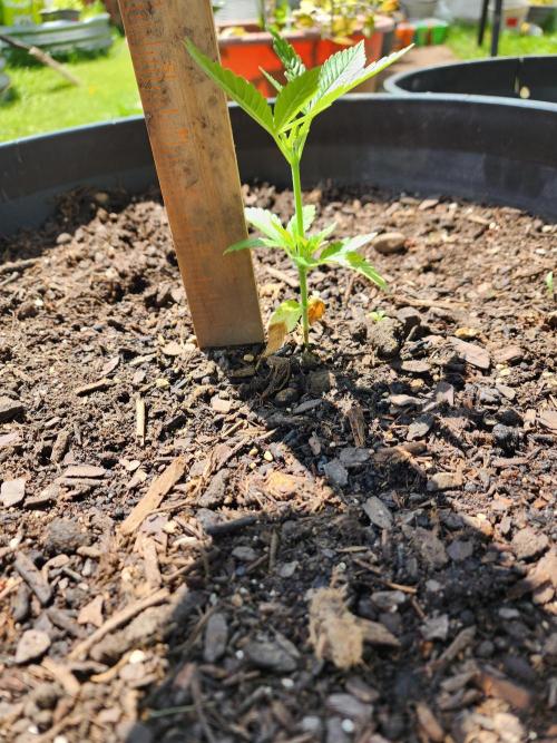 Apricot Scone. Week 8