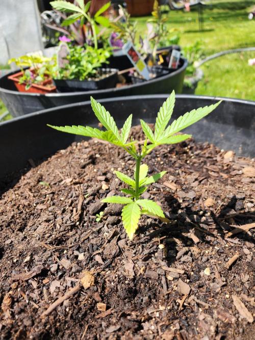 Apricot Scone. Week 8