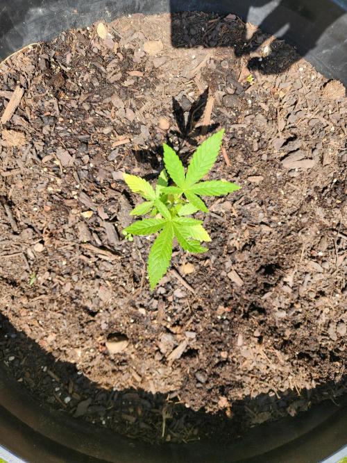 Apricot Scone. Week 8