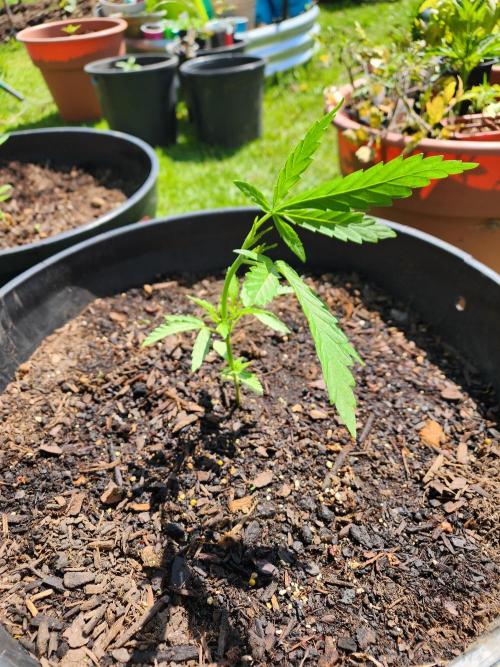 Apricot Scone. Week 8