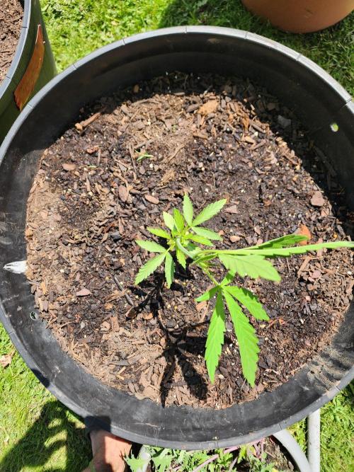 Apricot Scone. Week 8