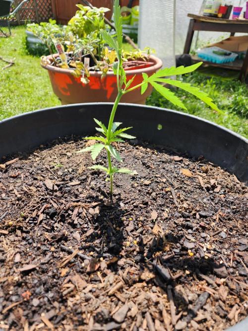 Apricot Scone. Week 8