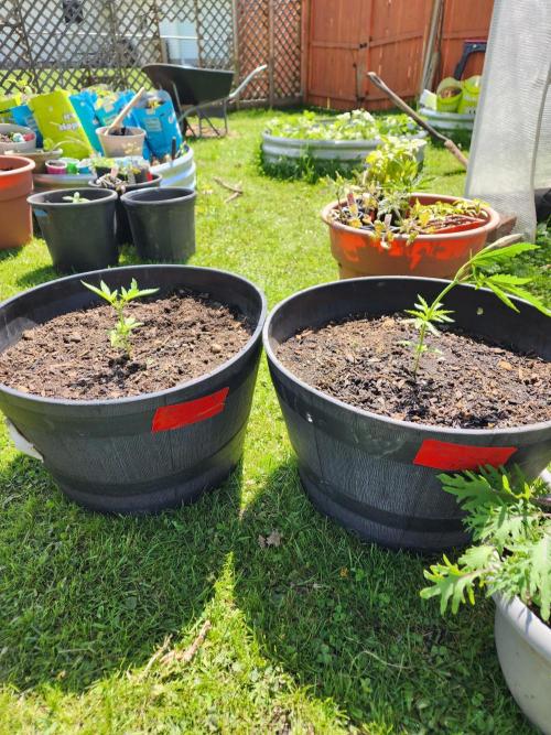 Apricot Scone. Week 8