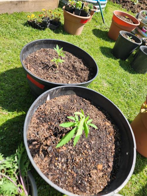 Apricot Scone. Week 8