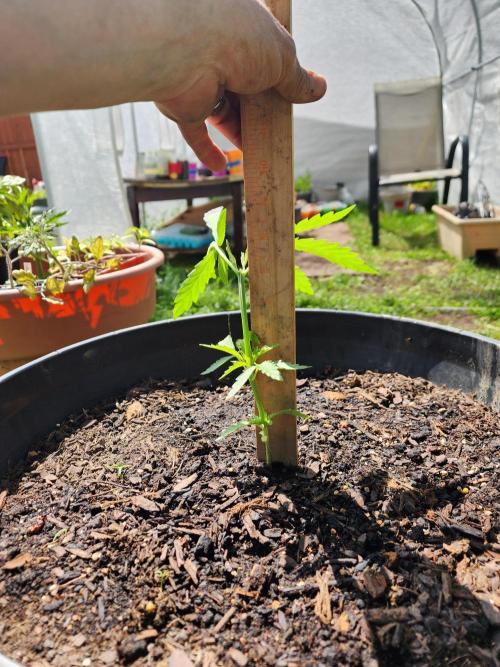 Apricot . Week 8