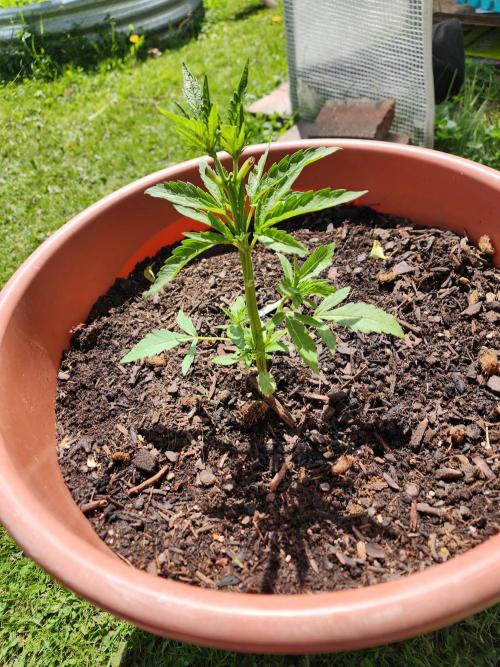Velvet Moon. Week 8