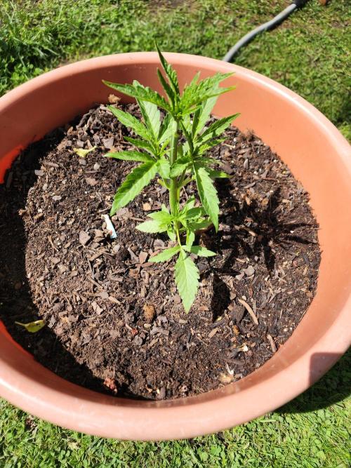 Velvet Moon. Week 8