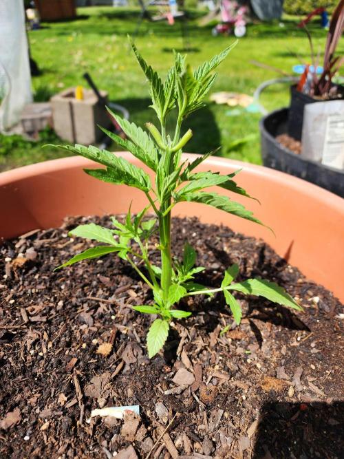 Velvet Moon. Week 8