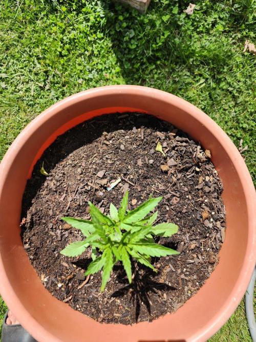 Velvet Moon. Week 8