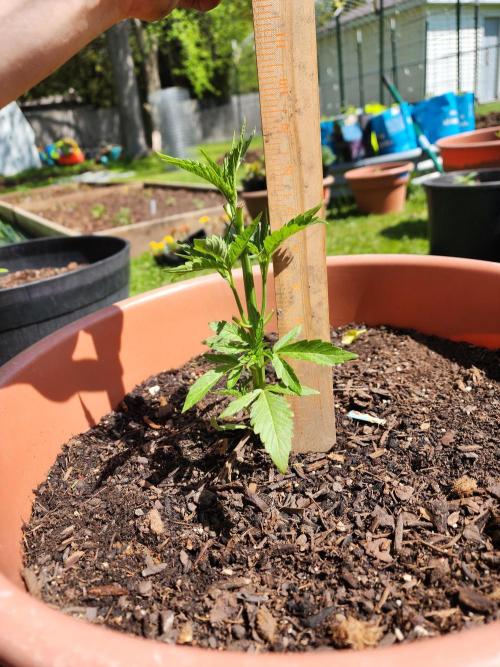 Velvet Moon. Week 8