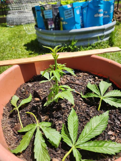 Velvet Moon. Week 8