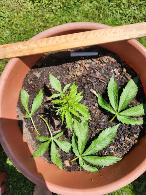 Velvet Moon. Week 8