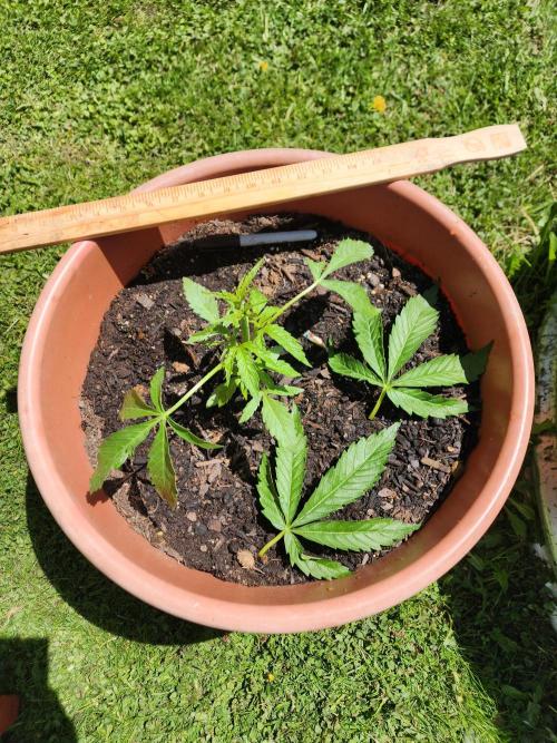 Velvet Moon. Week 8
