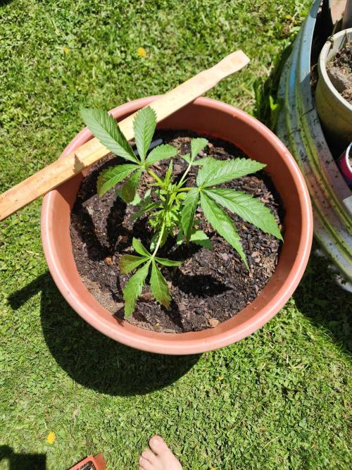 Velvet Moon. Week 8