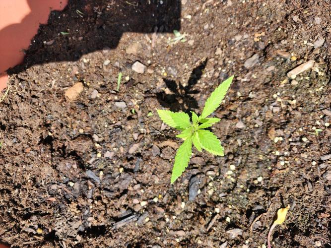 Snoop's punch. Week 4