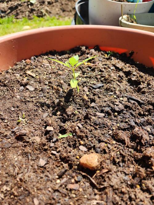 Snoop's punch. Week 4
