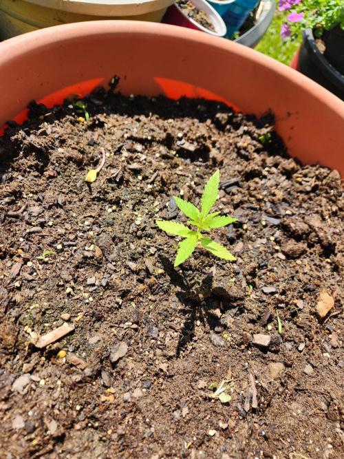 Snoop's punch. Week 4