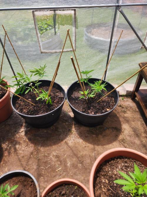 Apricot Scone. Week 9