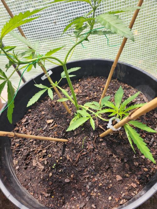 Apricot Scone. Week 9