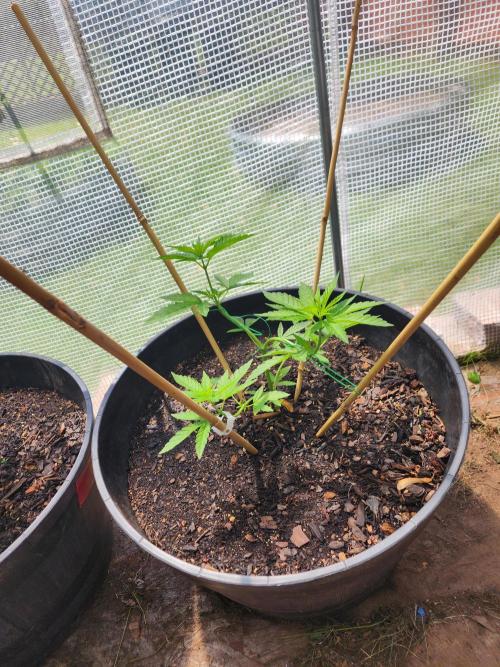 Apricot Scone. Week 9