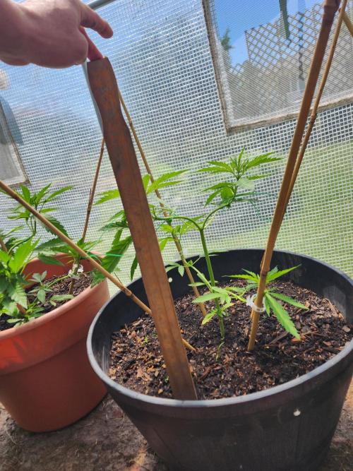Apricot Scone. Week 9