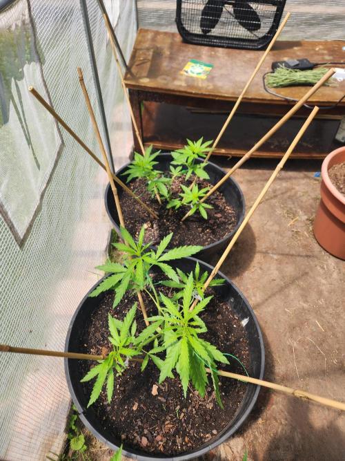 Apricot Scone. Week 9