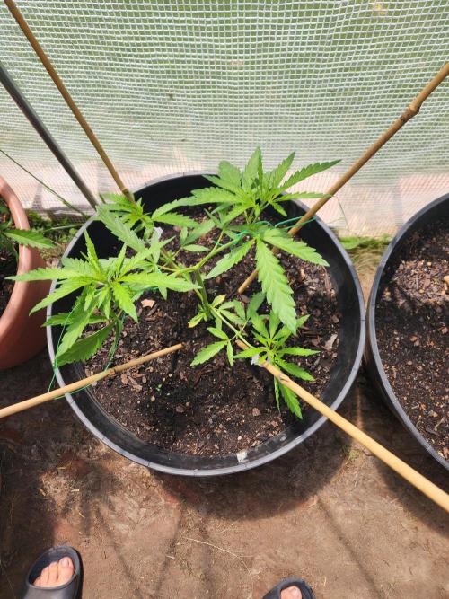 Apricot Scone. Week 9