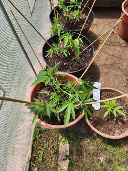 Velvet Moon. Week 10