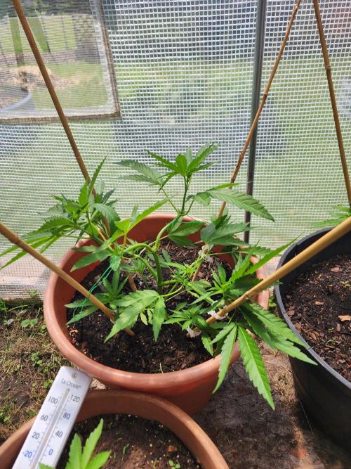 Velvet Moon. Week 10
