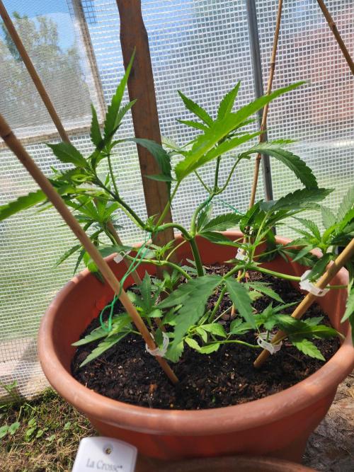 Velvet Moon. Week 10