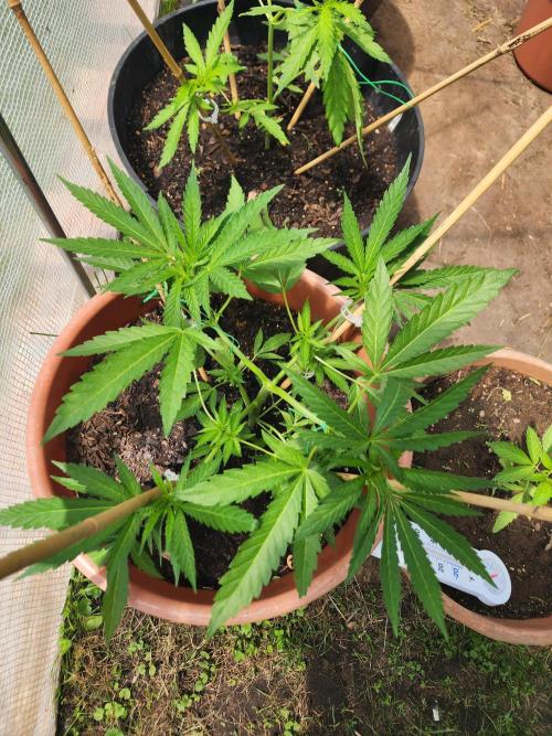 Velvet Moon. Week 10