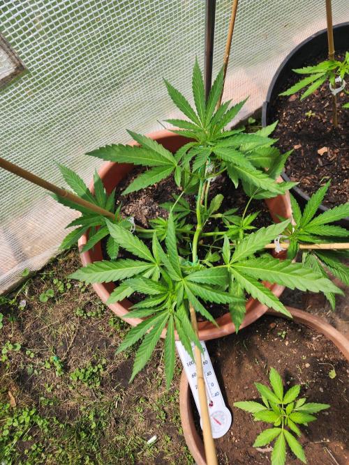 Velvet Moon. Week 10