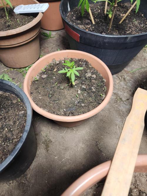 Project  ?. Week 0