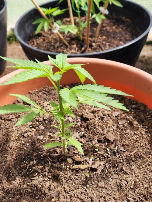 Snoop's punch. Week 6