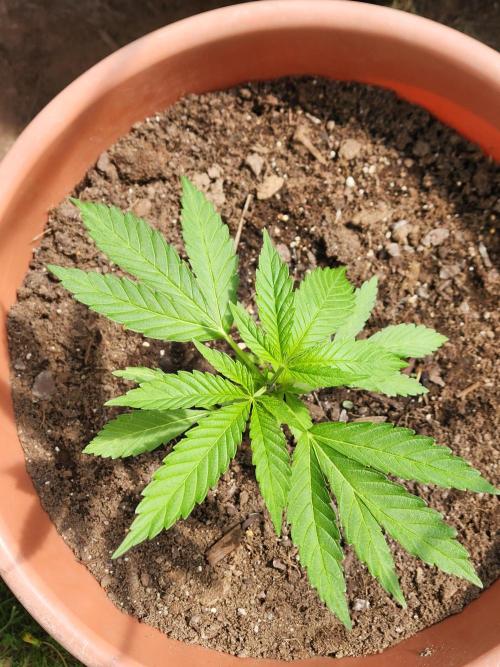Snoop's punch. Week 6