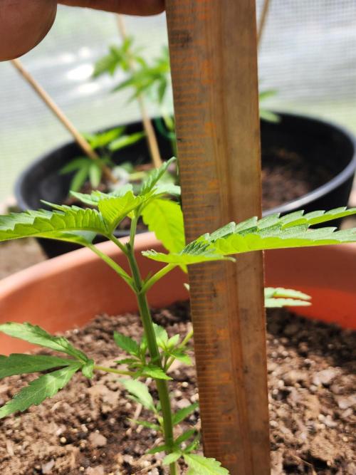 Snoop's punch. Week 6