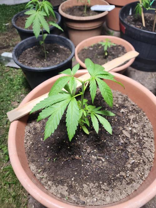 Snoop's punch. Week 6