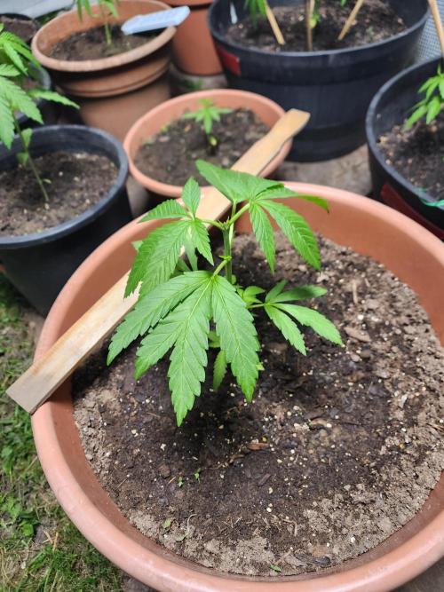 Snoop's punch. Week 6