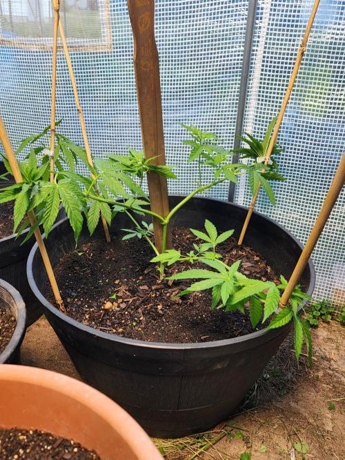 Apricot Scone. Week 11