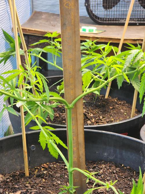 Apricot Scone. Week 11