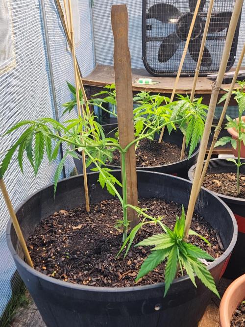 Apricot Scone. Week 11