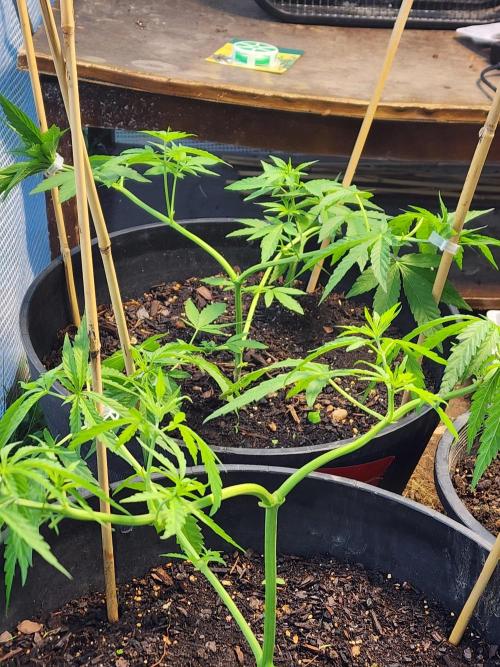 Apricot Scone. Week 11