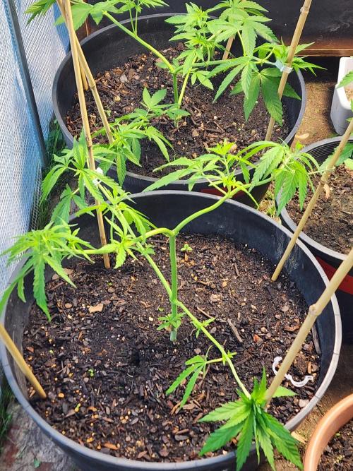 Apricot Scone. Week 11
