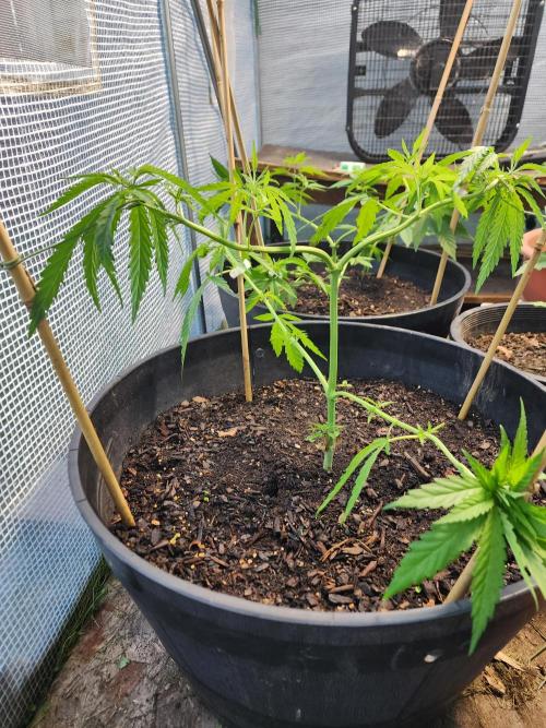 Apricot Scone. Week 11