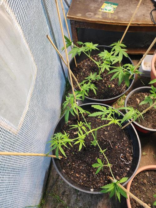 Apricot Scone. Week 11