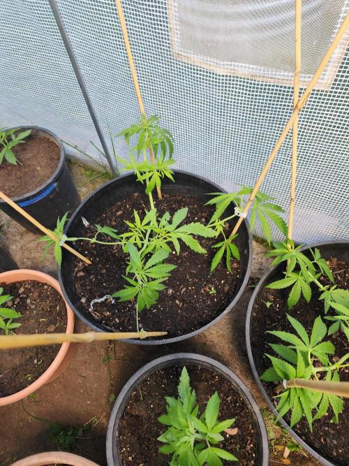 Apricot Scone. Week 11