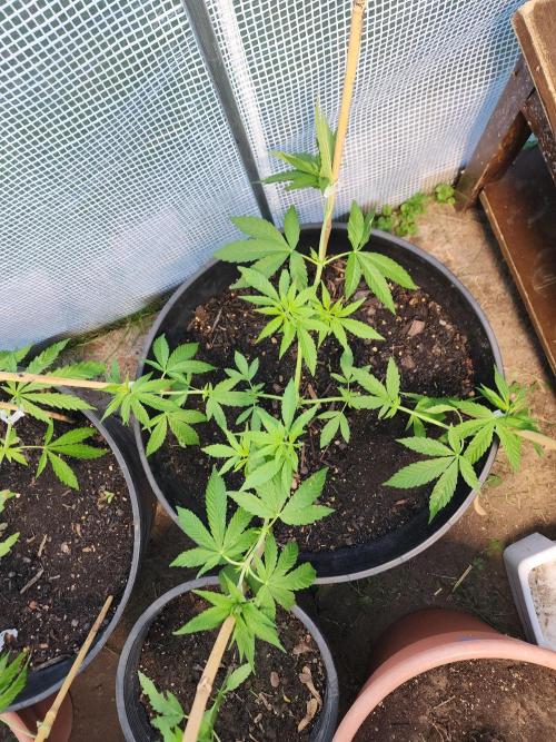 Apricot Scone. Week 11