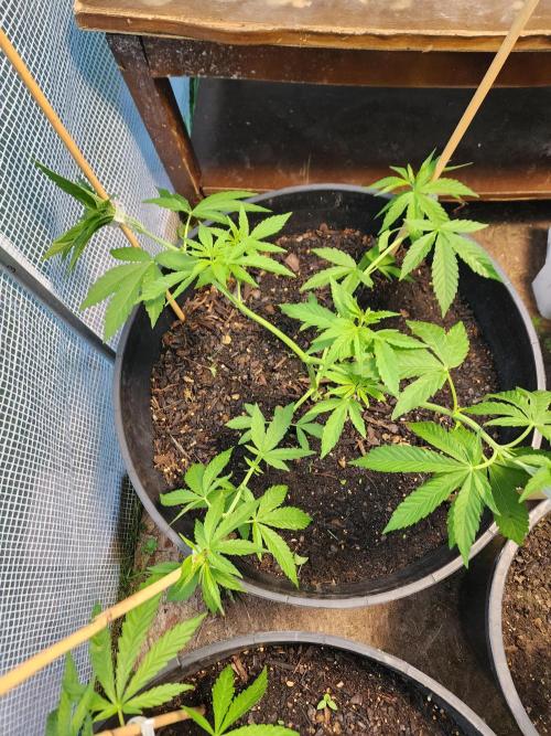 Apricot Scone. Week 11