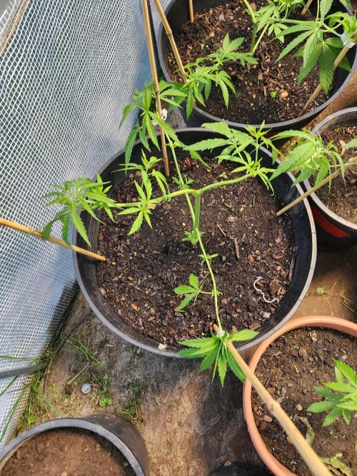 Apricot Scone. Week 11