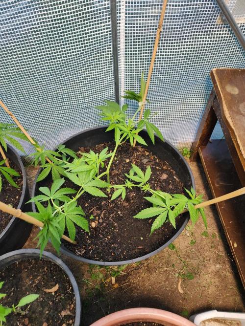 Apricot Scone. Week 11